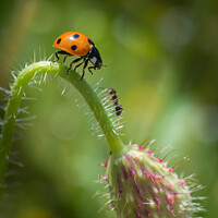 Buy canvas prints of The Ladybird and the Ant  by Neil McKenzie