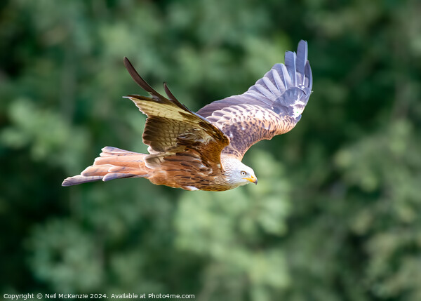 Red Kite Picture Board by Neil McKenzie