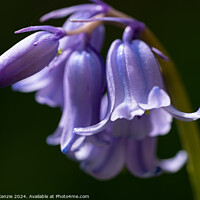 Buy canvas prints of Bluebell by Neil McKenzie
