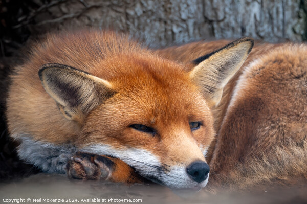 A close up of a red fox Picture Board by Neil McKenzie