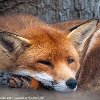 Buy canvas prints of A close up of a red fox by Neil McKenzie