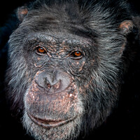Buy canvas prints of Headshot of a Chimpanzee  by Neil McKenzie