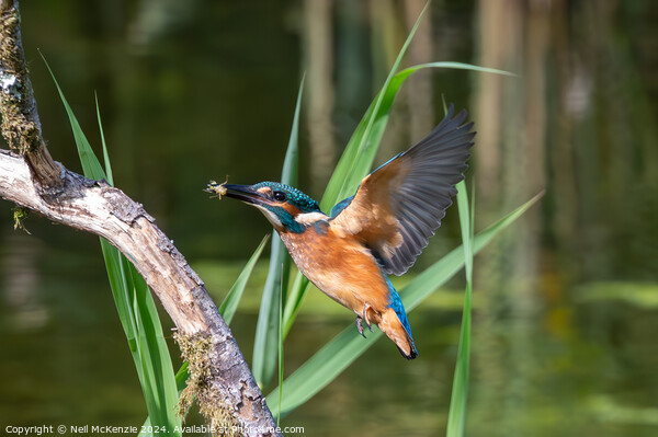 Kingfisher with it's catch  Picture Board by Neil McKenzie