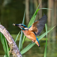Buy canvas prints of Kingfisher with it's catch  by Neil McKenzie