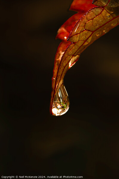 Water drop on a leaf  Picture Board by Neil McKenzie