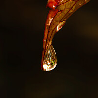 Buy canvas prints of Water drop on a leaf  by Neil McKenzie