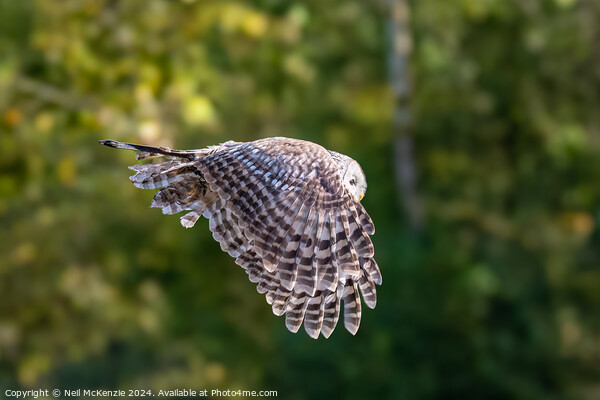 Owl in flight  Picture Board by Neil McKenzie