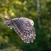 Buy canvas prints of Owl in flight  by Neil McKenzie