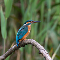 Buy canvas prints of A Kingfisher bird perched on a tree branch by Neil McKenzie