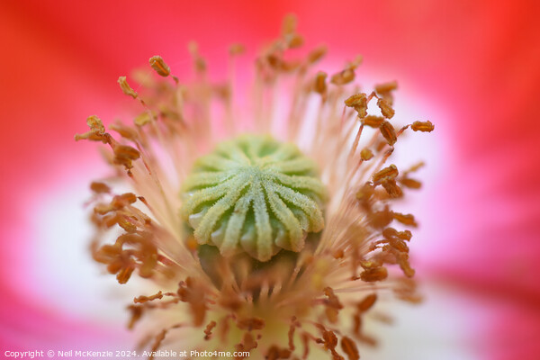 A close up of a poppy flower  Picture Board by Neil McKenzie