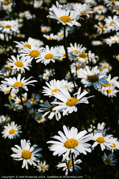 Oxeye daisies  Picture Board by Neil McKenzie
