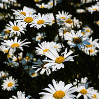 Buy canvas prints of Oxeye daisies  by Neil McKenzie