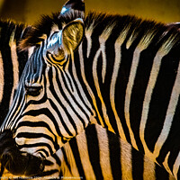Buy canvas prints of Zebras in the sun  by Neil McKenzie