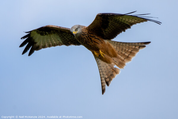 Red Kite flying wild  Picture Board by Neil McKenzie