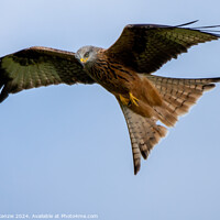 Buy canvas prints of Red Kite flying wild  by Neil McKenzie