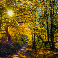 Buy canvas prints of Sun shining through the autumn trees  by Neil McKenzie
