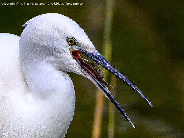 A Little Egret with a stickleback fish  Picture Board by Neil McKenzie