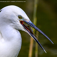 Buy canvas prints of A Little Egret with a stickleback fish  by Neil McKenzie