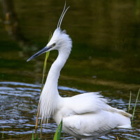 Buy canvas prints of Wading Little Egret by Neil McKenzie