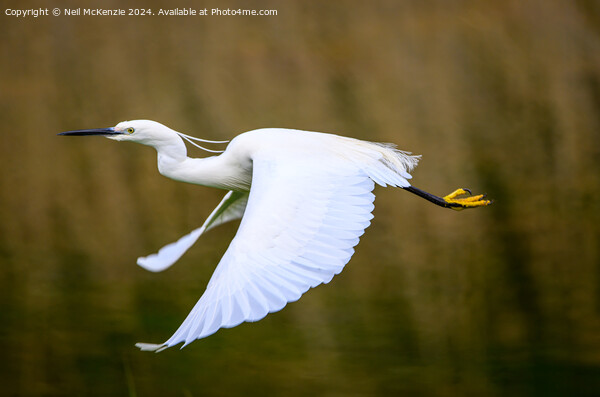 An Egret in flight Picture Board by Neil McKenzie