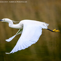 Buy canvas prints of An Egret in flight by Neil McKenzie