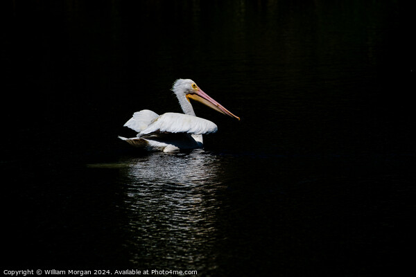 American White Pelican on Black Background with Reflective Light Picture Board by William Morgan