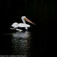 Buy canvas prints of American White Pelican on Black Background with Reflective Light by William Morgan