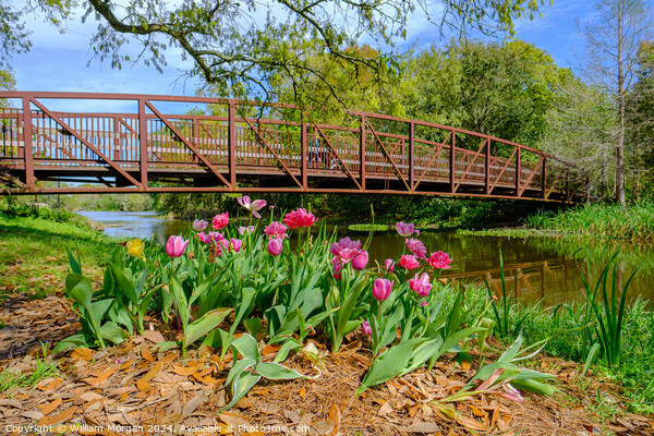 Spring Tulips and Foot Bridge in City Park Picture Board by William Morgan