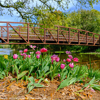 Buy canvas prints of Spring Tulips and Foot Bridge in City Park by William Morgan