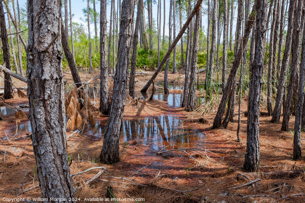 Coastal Pine Forest Swamp in Alabama, USA Picture Board by William Morgan