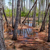 Buy canvas prints of Coastal Pine Forest Swamp in Alabama, USA by William Morgan