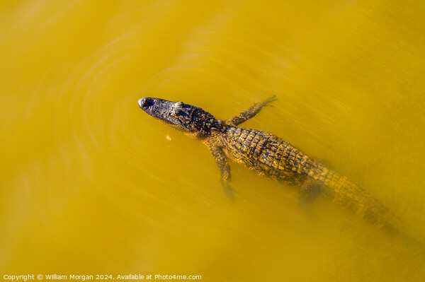 American Alligator Swimming in Murky Water Picture Board by William Morgan