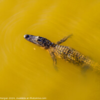 Buy canvas prints of American Alligator Swimming in Murky Water by William Morgan