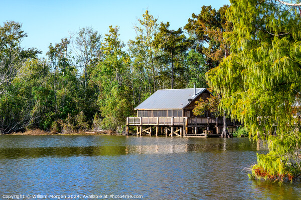 Cabin at Lake Fausse Pointe in Louisiana Picture Board by William Morgan