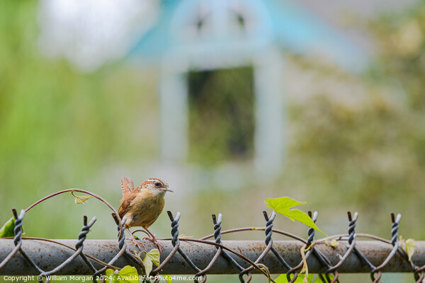 Profile of a Carolina Wren on a Fence Picture Board by William Morgan
