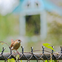 Buy canvas prints of Profile of a Carolina Wren on a Fence by William Morgan