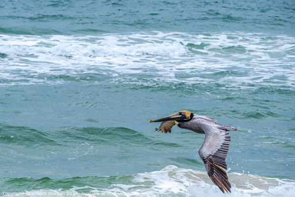 Brown Pelican Flies over the Gulf of Mexico Picture Board by William Morgan