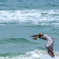 Buy canvas prints of Brown Pelican Flies over the Gulf of Mexico by William Morgan