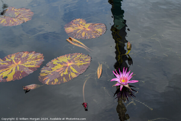 Pink Water Lily and Lily Pads in a Pond Picture Board by William Morgan