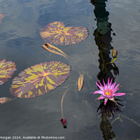 Buy canvas prints of Pink Water Lily and Lily Pads in a Pond by William Morgan