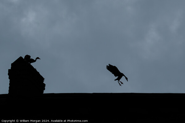 Black-bellied Whistling Ducks on a Rooftop in Silhouette Picture Board by William Morgan