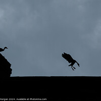 Buy canvas prints of Black-bellied Whistling Ducks on a Rooftop in Silhouette by William Morgan