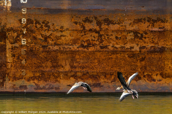 Black-bellied Whistling Ducks in Flight in front of Rusted River Barge Picture Board by William Morgan