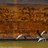 Buy canvas prints of Black-bellied Whistling Ducks in Flight in front of Rusted River Barge by William Morgan