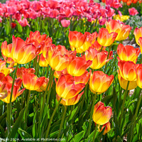 Buy canvas prints of Suncatcher Tulips in Bloom on a Sunny Day by William Morgan