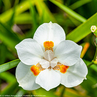 Buy canvas prints of Open African Iris Flower by William Morgan