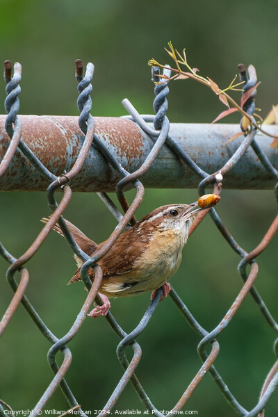 Carolina Wren on a Fence with Food Picture Board by William Morgan