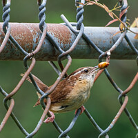 Buy canvas prints of Carolina Wren on a Fence with Food by William Morgan