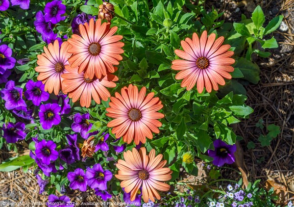 African Daisies Light Up a Flower Bed Picture Board by William Morgan