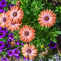 Buy canvas prints of African Daisies Light Up a Flower Bed by William Morgan